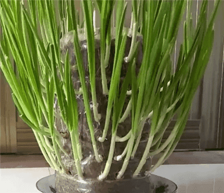 阳台盆栽蔬菜怎么种