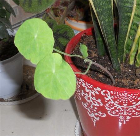 旱金莲幼苗徒长了