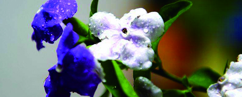 双色茉莉叶子发黄怎么办(双色茉莉叶子发黄怎么办?)