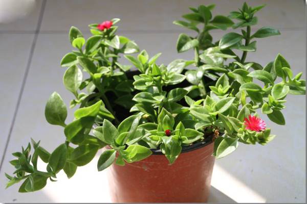 牡丹吊兰种子怎么种(牡丹吊兰的种子)