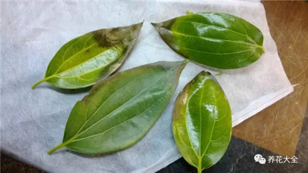 叶子花斑黄缺什么元素