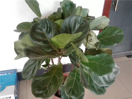 不会养花的人说明什么