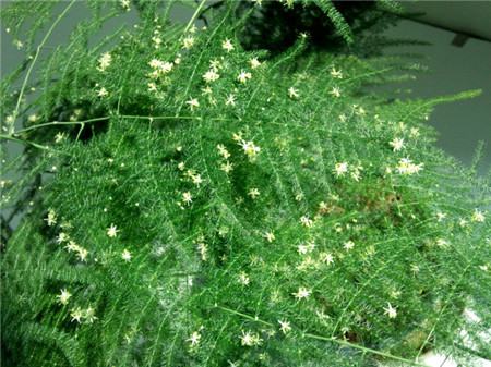 文竹的养殖方法和注意事项