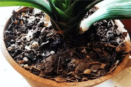 君子兰秋天会长新叶吗