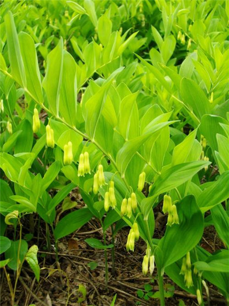 黄精主要病虫害及防治技术研究