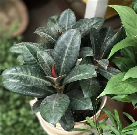 不会养花的人说明什么