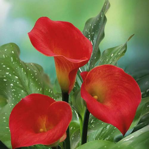 马蹄莲的花叶有白点是怎么回事