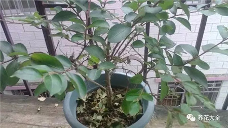 叶子花斑黄缺什么元素