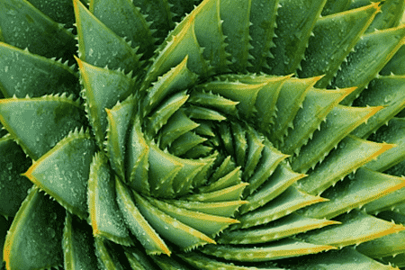 芦荟祛斑的正确方法