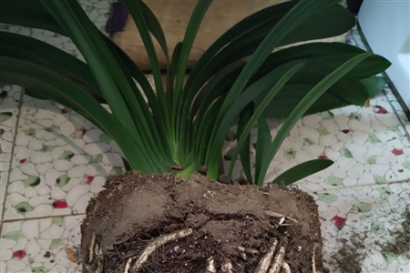 花盆什么程度算积水