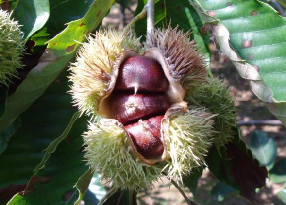 板栗里面黑了能吃吗滋生细菌致腹痛腹泻(板栗里面有点黑)