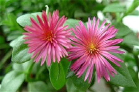 牡丹吊兰的种子