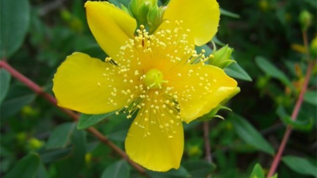 金丝梅怎么繁殖(金丝梅老桩)