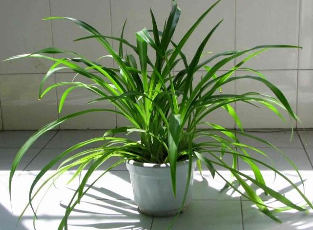 吊兰浇什么水可以变的土壤疏松