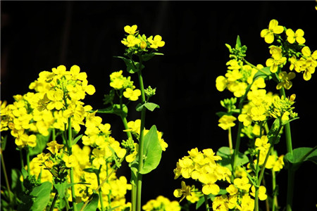 油菜花叶子功效与作用