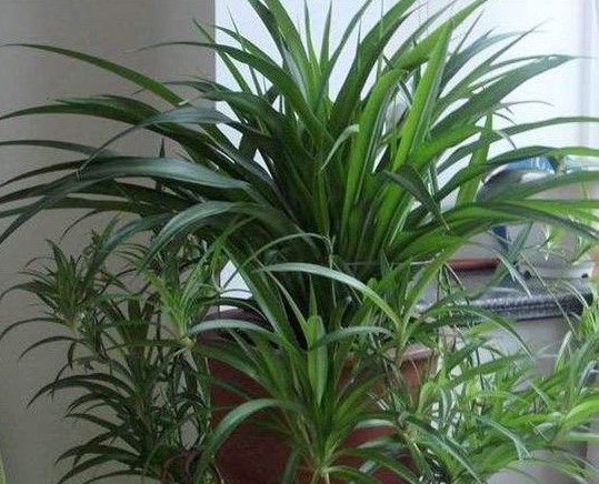 吊兰浇什么水可以变的土壤疏松