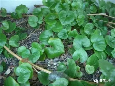 叶子花斑黄缺什么元素