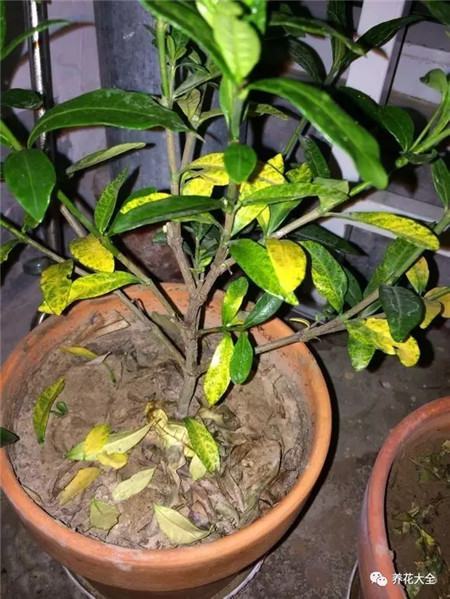 叶子花斑黄缺什么元素