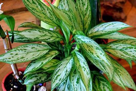 广东万年青放卧室可以吗