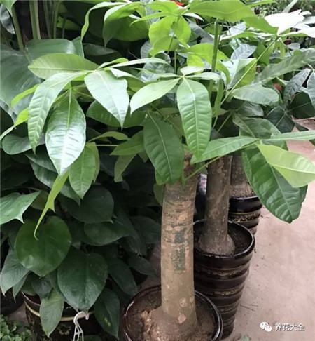 不会养花的人说明什么