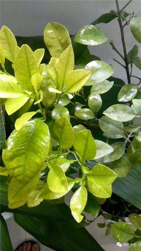 叶子花斑黄缺什么元素