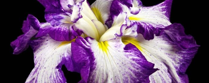 花菖蒲种子怎么种(花菖蒲种植)