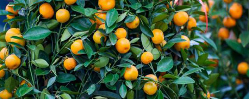 金桔落果什么原因(金桔落果怎么办)