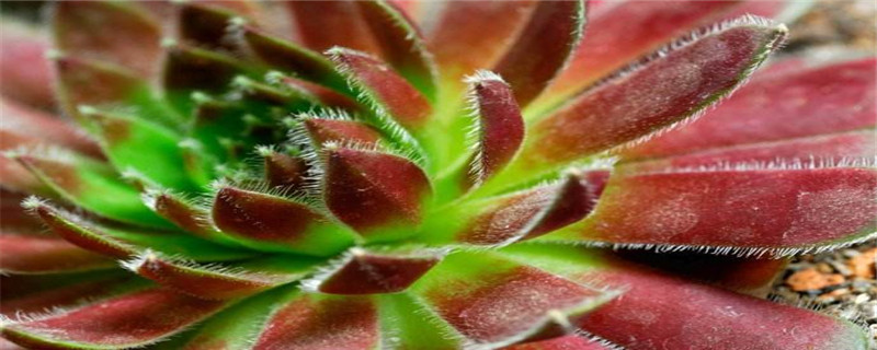 红卷绢为什么化水(藏红花泡水什么颜色是真的)