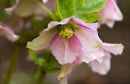 铁筷子有什么害处