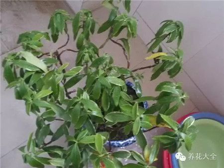 叶子花斑黄缺什么元素