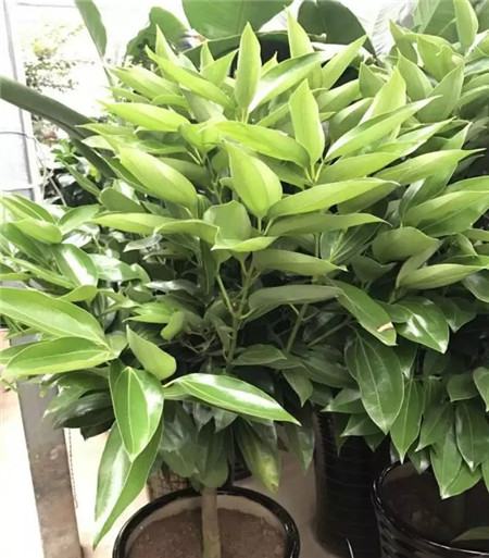 不会养花的人说明什么