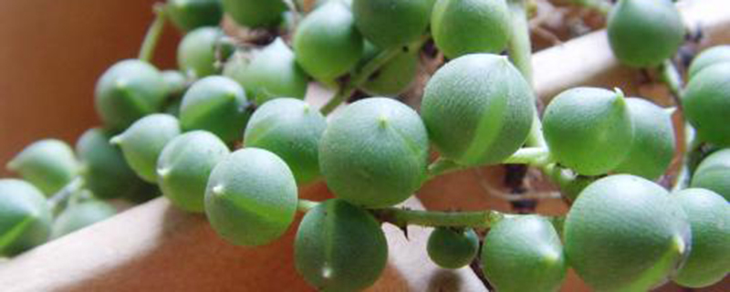 绿之铃家庭养殖方法和注意事项(绿之韵百度百科)