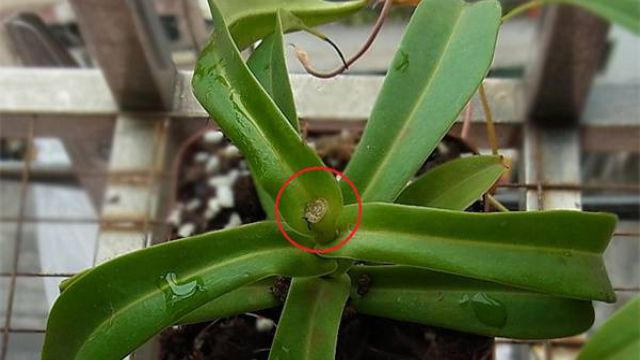 猪笼草怎么扦插(猪笼草扦插多久能生根)