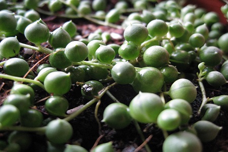 绿之韵百度百科