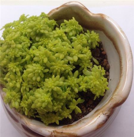 多肉换盆的五个步骤