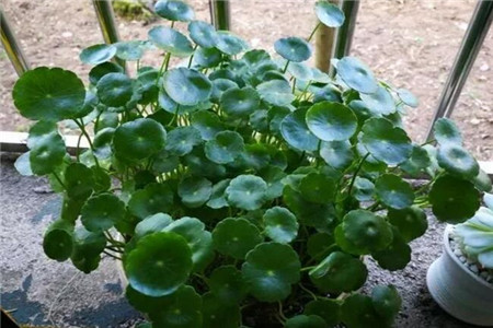 丙烯颜料有毒吗可以画在卧室