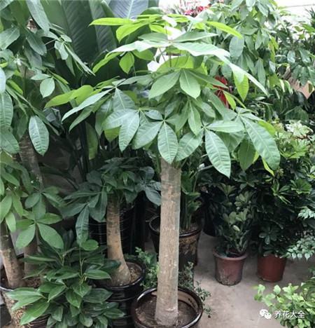 不会养花的人说明什么