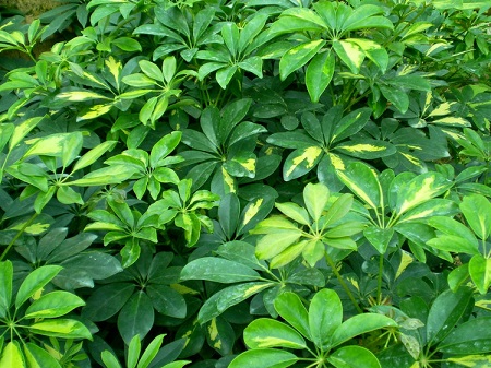 花叶鸭脚木开花吗