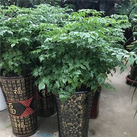 不会养花的人说明什么