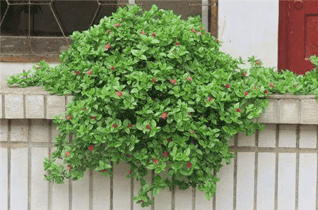 阳台盆栽蔬菜怎么种