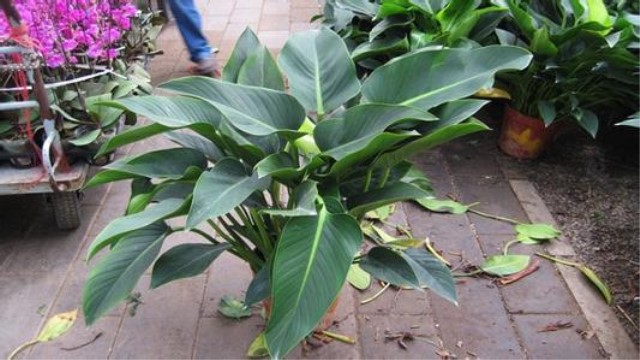 金钻烂根怎么办烂根了补救处理方法(金钻烂根了的补救方法)