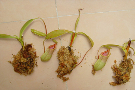 猪笼草扦插多久能生根