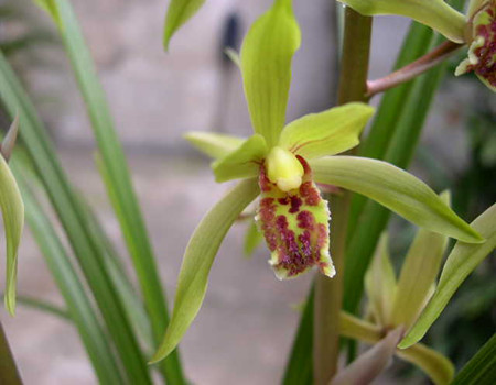 蕙兰的花语是什么