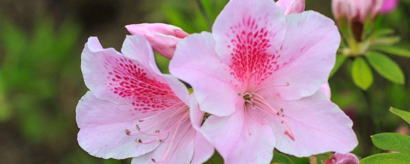 西泰山杜鹃花什么时候开(西泰山杜鹃花什么时候开幕式)