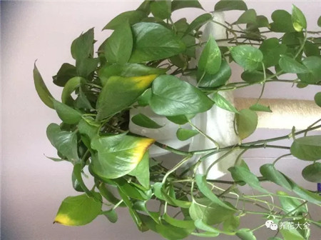 叶子花斑黄缺什么元素