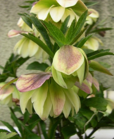 铁筷子有什么害处