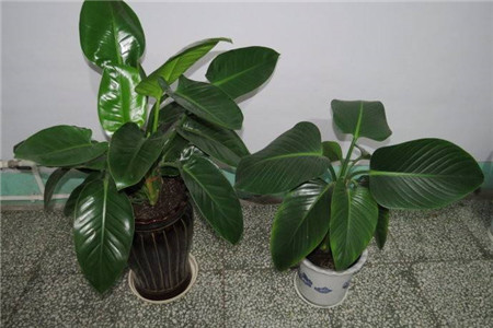 金钻烂根了的补救方法