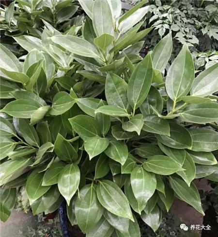 不会养花的人说明什么