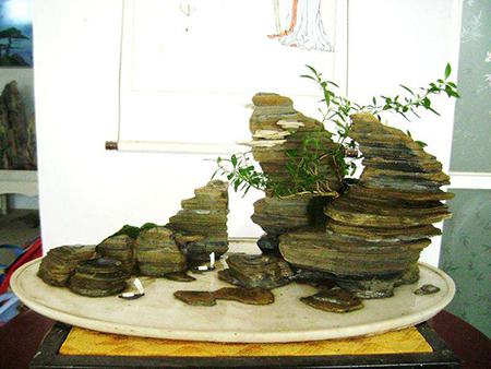 小叶紫檀盆景制作过程