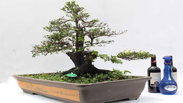 小叶紫檀盆景制作(小叶紫檀盆景制作过程)